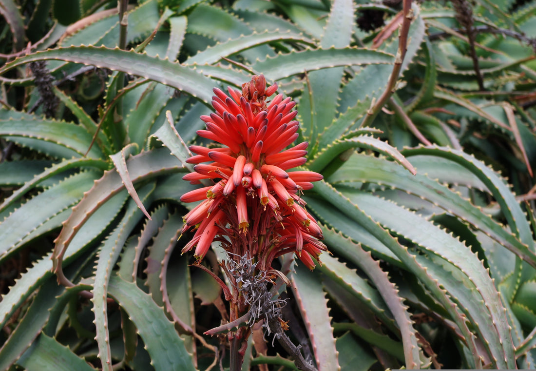 Foglie di Aloe Arborescens pianta selvatica